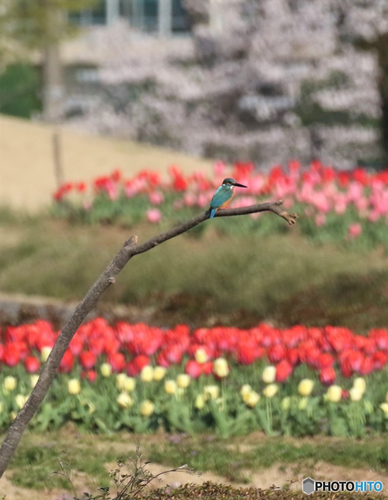カワセミくん。