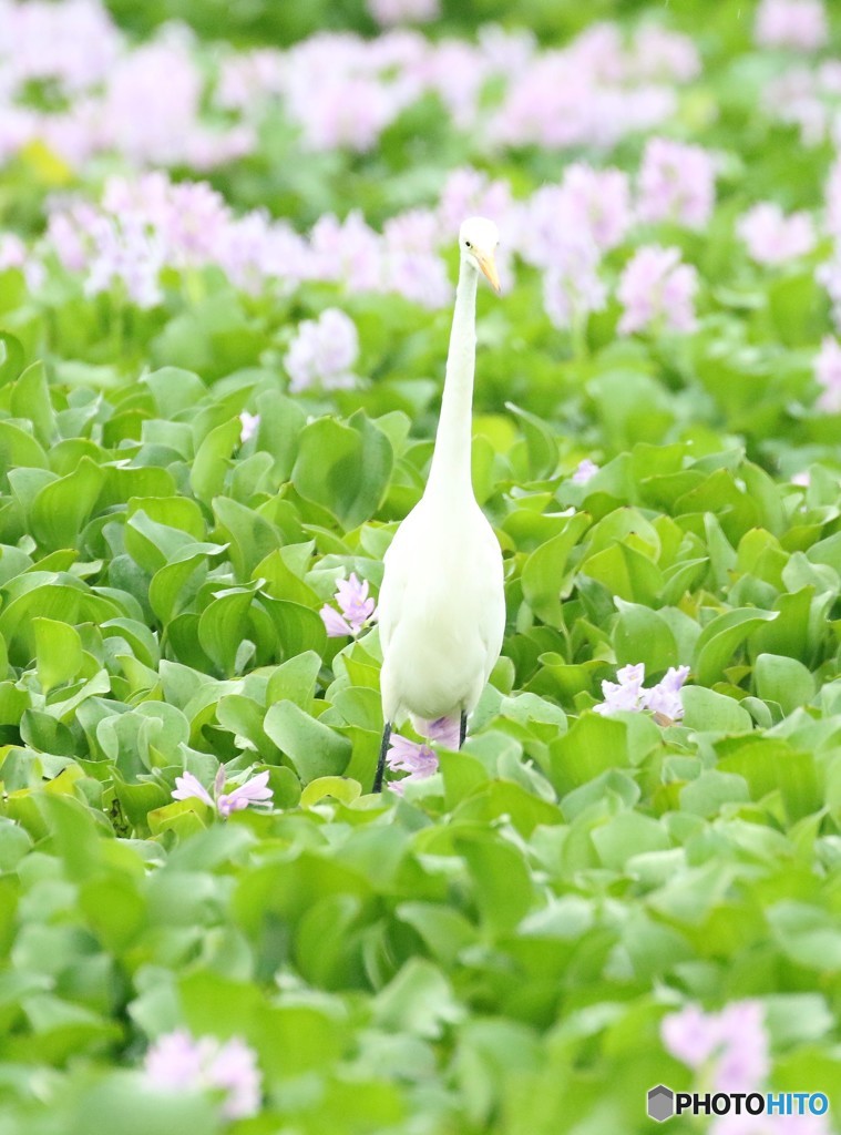 ダイサギさん。