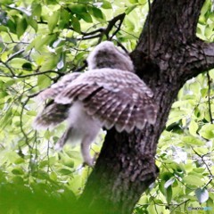 フクロウの木登り③