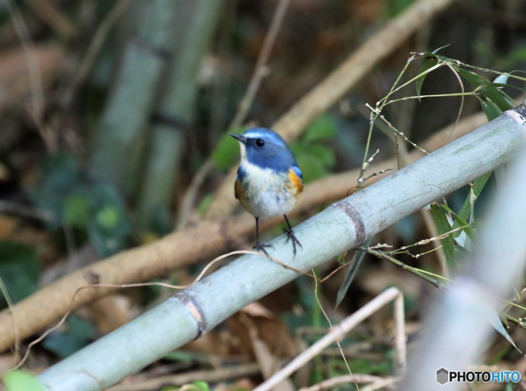 ルリビタキくん。