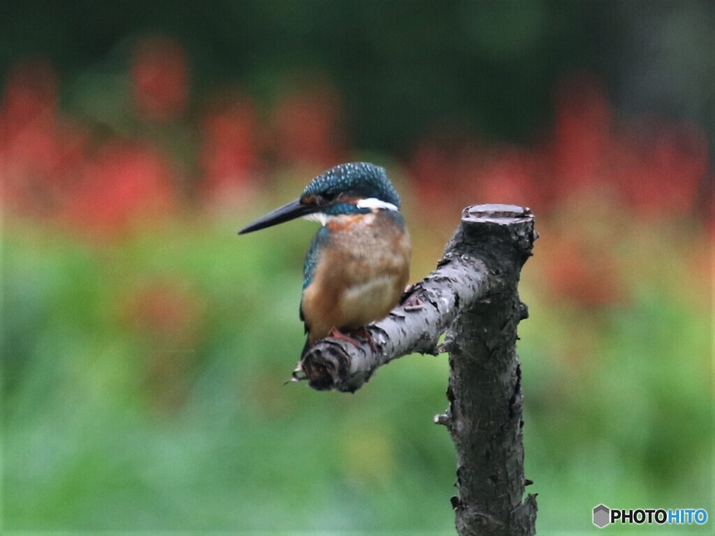 カワセミさん。