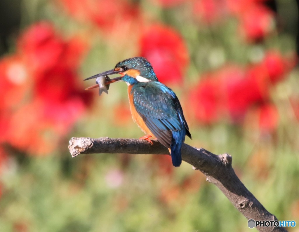 カワセミさん。