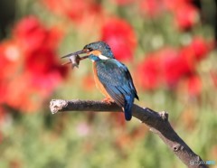 カワセミさん。