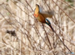 カワセミさん。