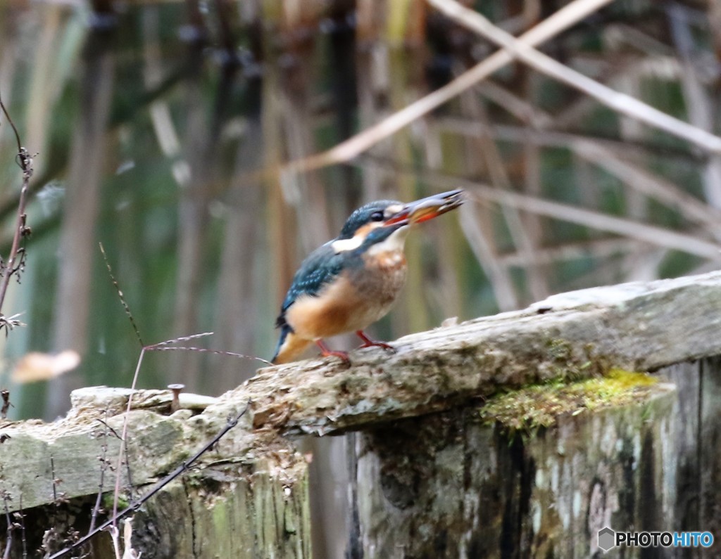 カワセミさん。