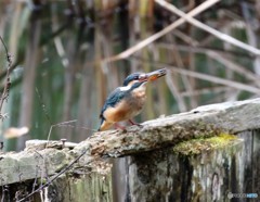 カワセミさん。