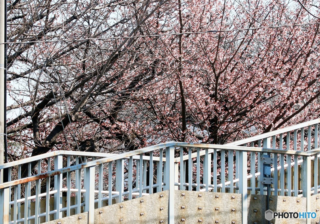 さいたま市内・河津桜が見ごろに