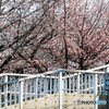 さいたま市内・河津桜が見ごろに