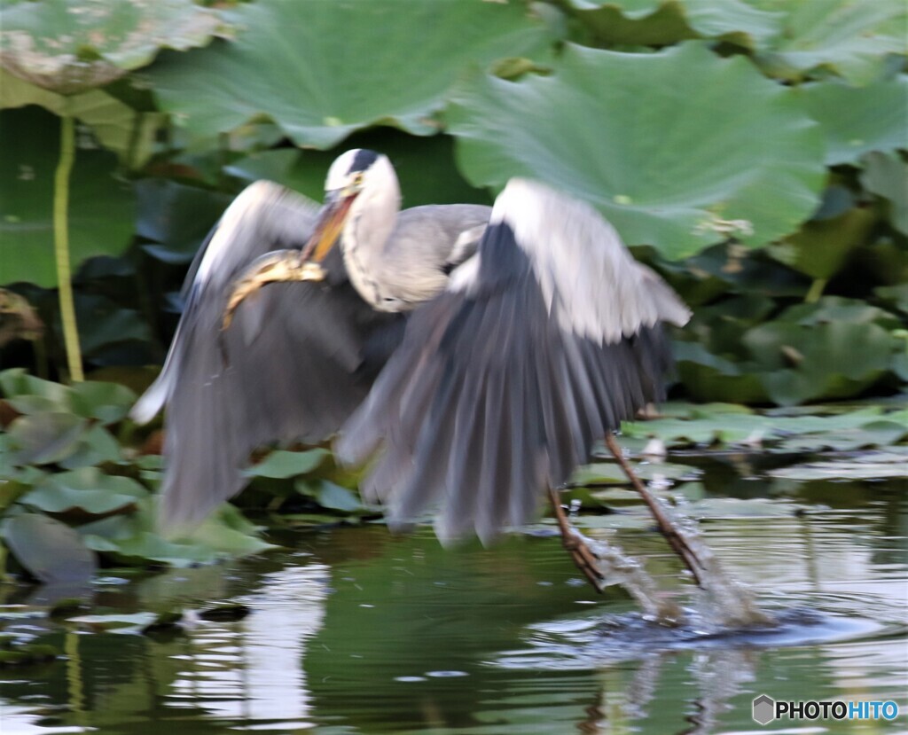 アオサギさん。⑨