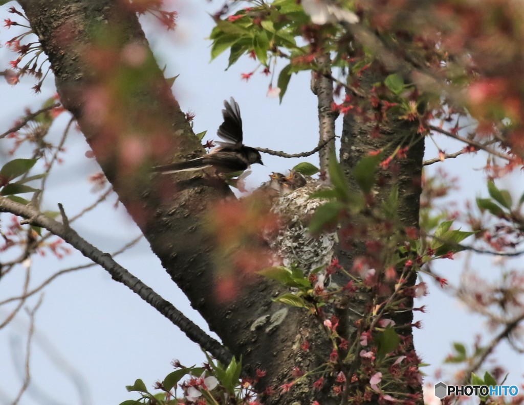 子育て中です。