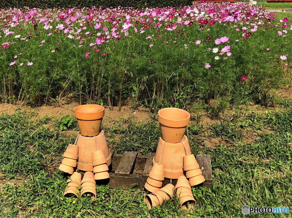 コスモス畑。