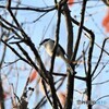 令和元年最後の鳥見鳥撮り⑥。