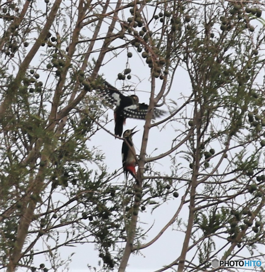 アカゲラさん。