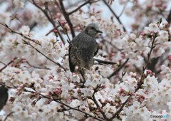 さくらとヒヨドリさん。