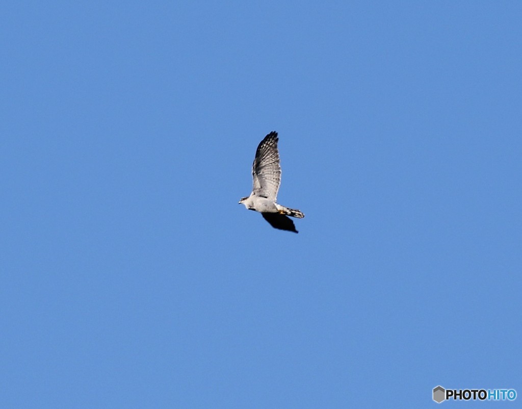 オオタカさん。