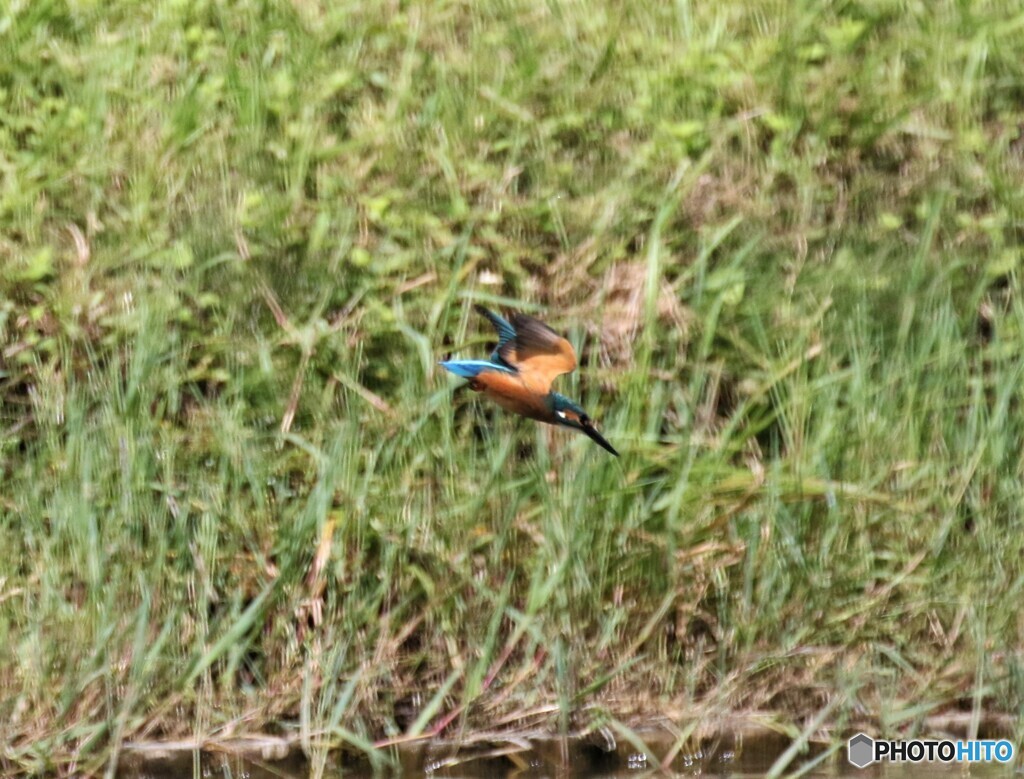 カワセミくん。