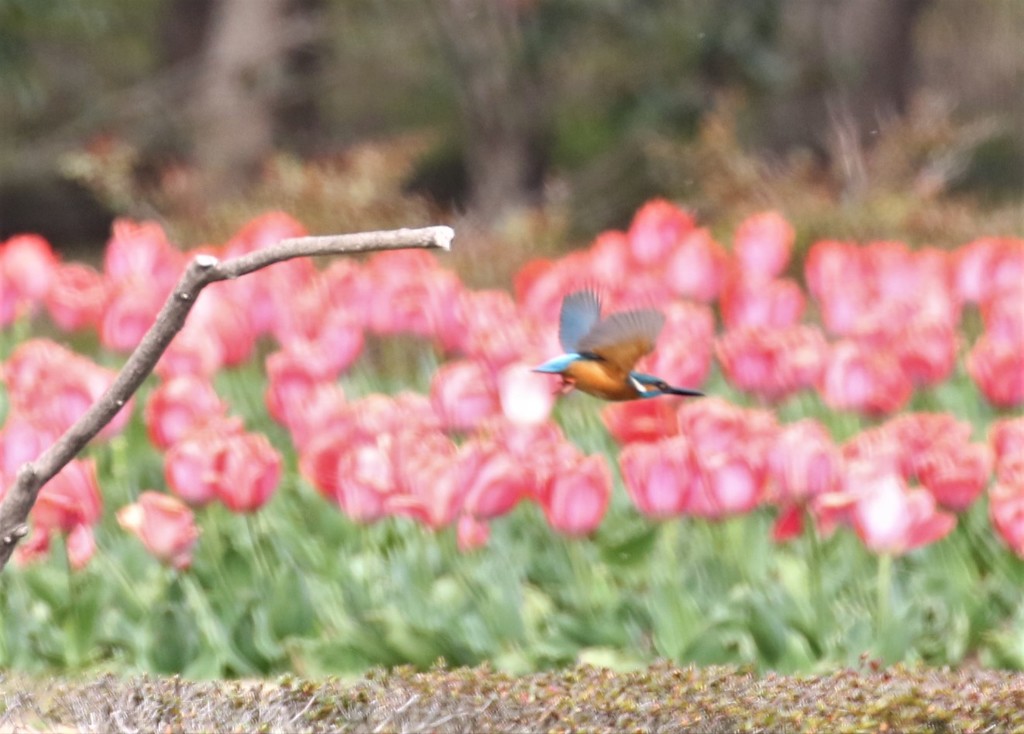 カワセミさん。
