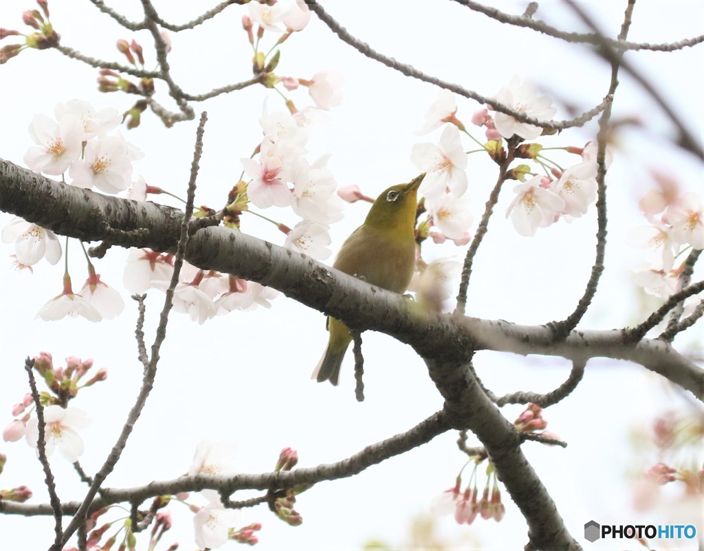 サクラとメジロさん。