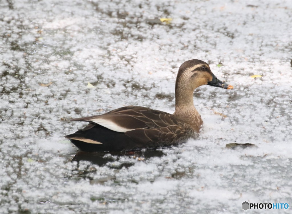 カルガモさん。
