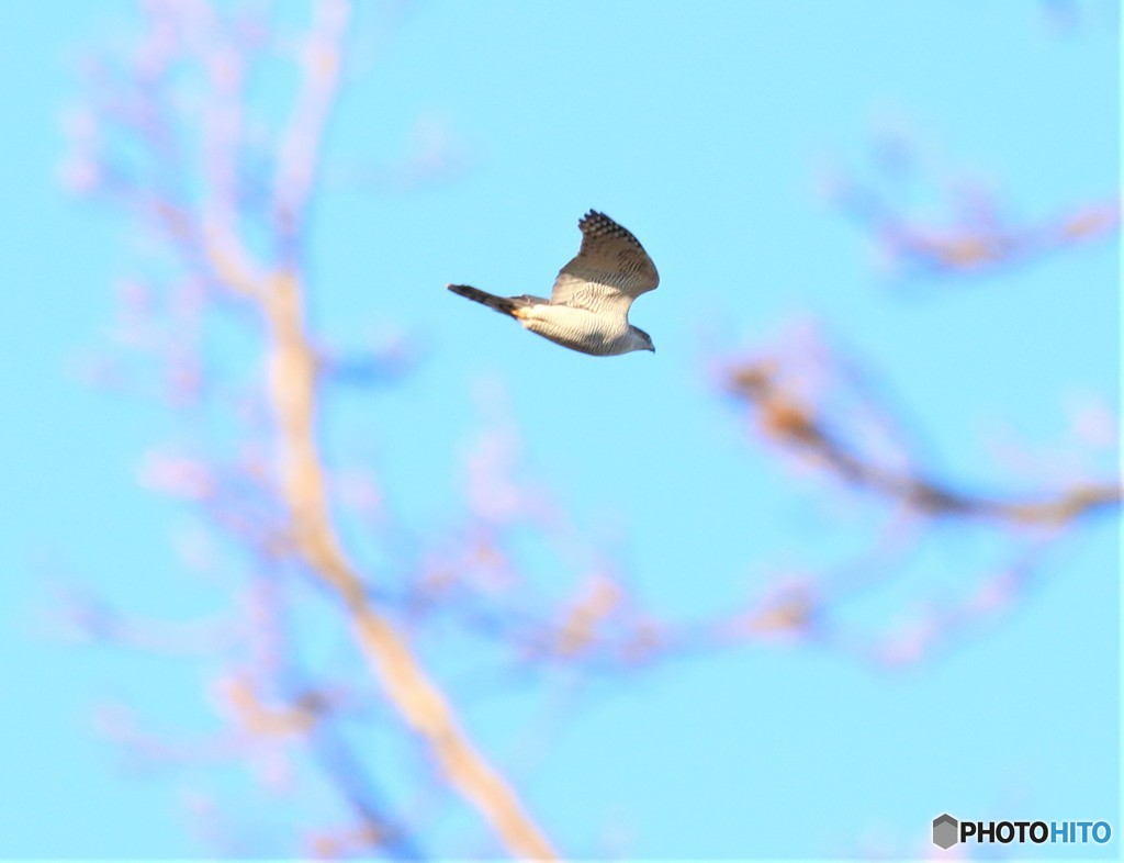 オオタカさん。