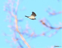 オオタカさん。