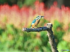 カワセミさんとサルビアの花。
