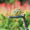 カワセミさんとサルビアの花。