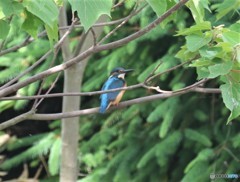 カワセミくん。