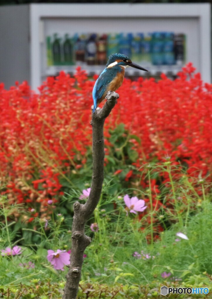 カワセミさん。
