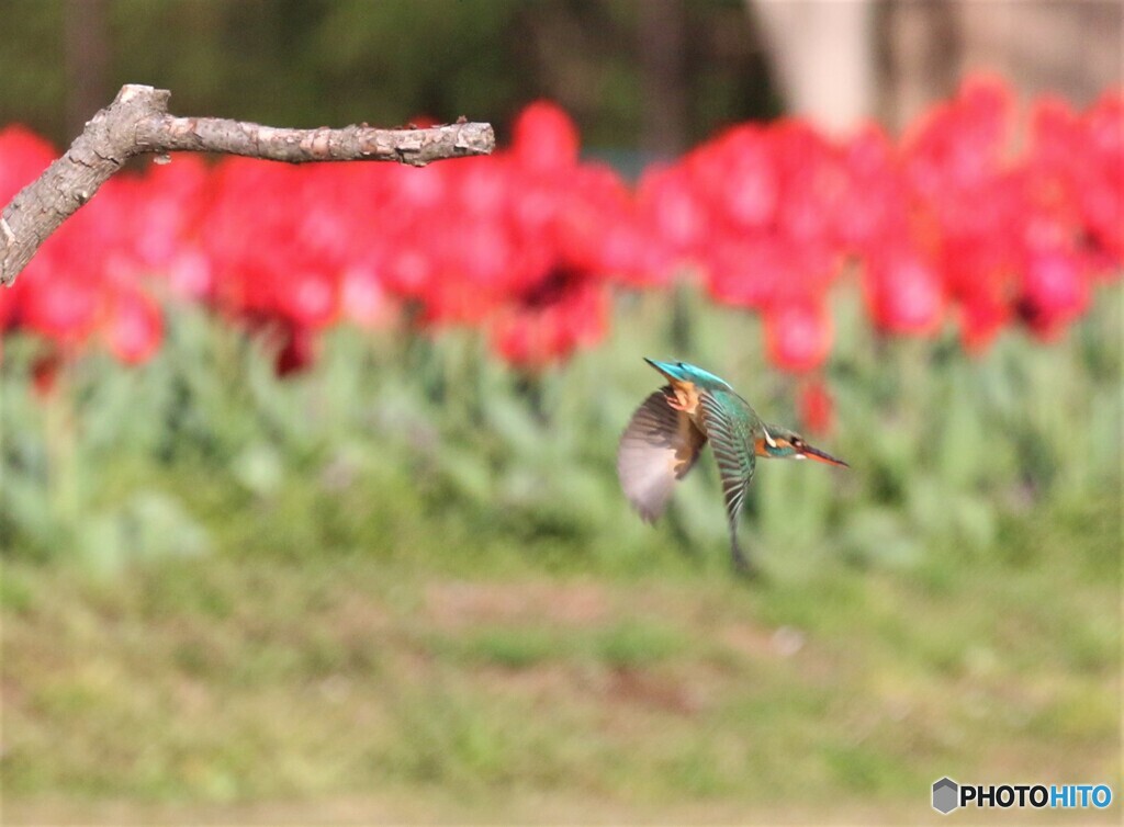 カワセミさん。