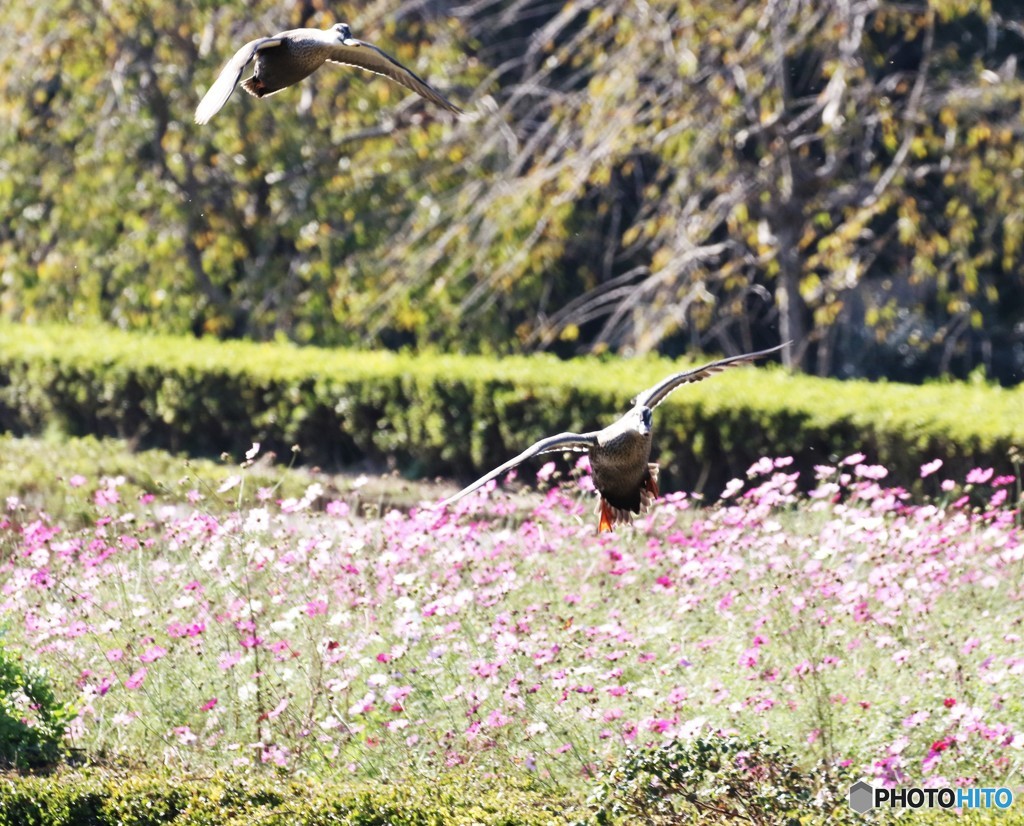カルガモさん。