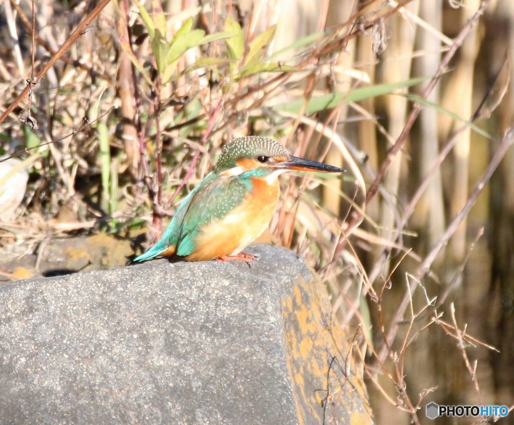 ようやく、日向に出た来てくれた、お嬢さん。
