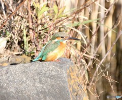 ようやく、日向に出た来てくれた、お嬢さん。