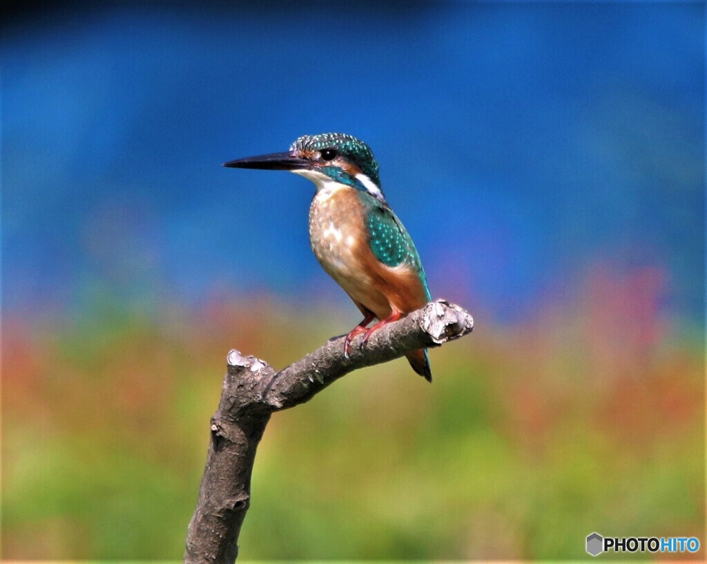 ブルーにブルー。