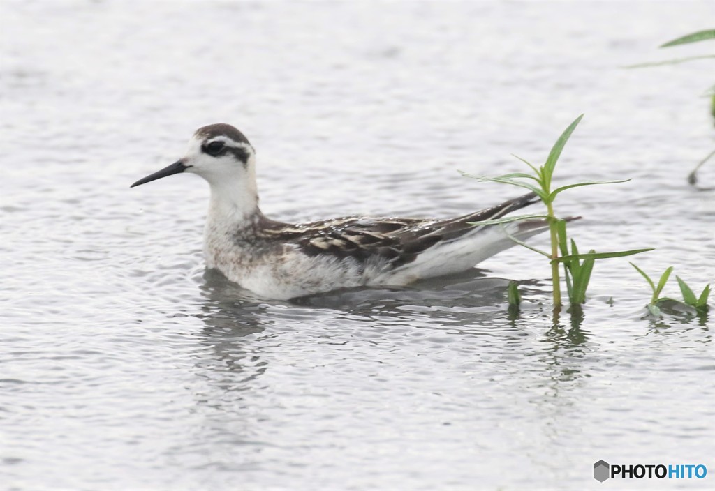 アカヒレシレアシシギさん。