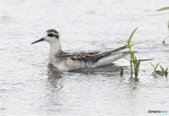 アカヒレシレアシシギさん。