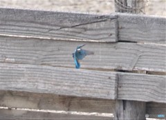 カワセミさん。⑨