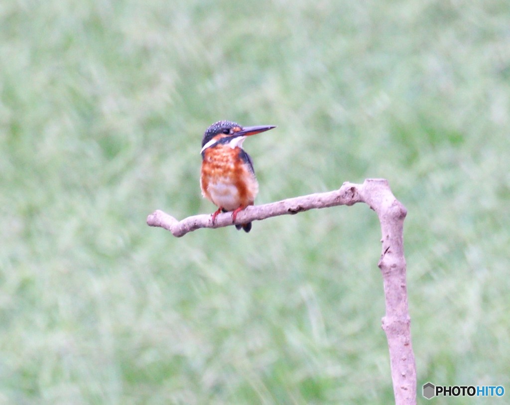 カワセミさん。