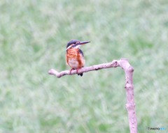 カワセミさん。