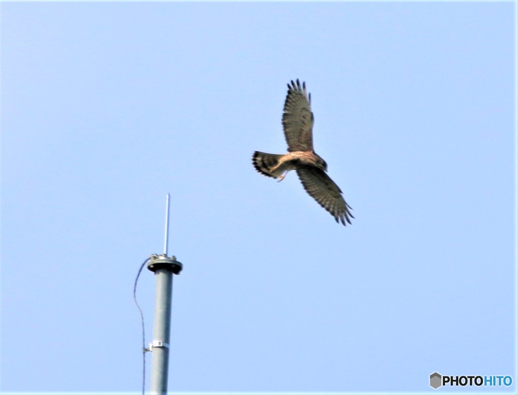 サシバさん。④