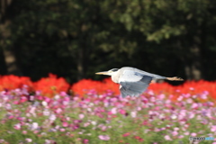 アオサギさんとコスモスの花。