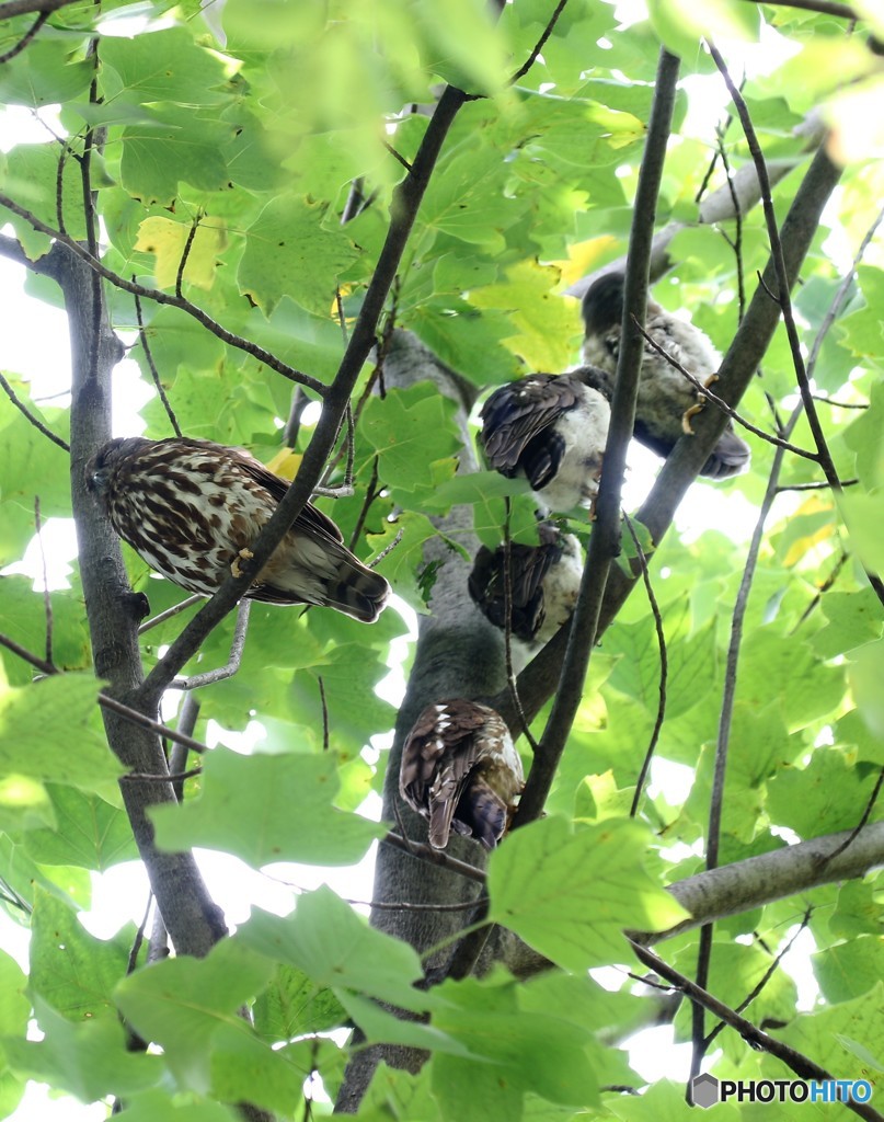 アオバズクさん・ご一家。