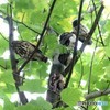 アオバズクさん・ご一家。