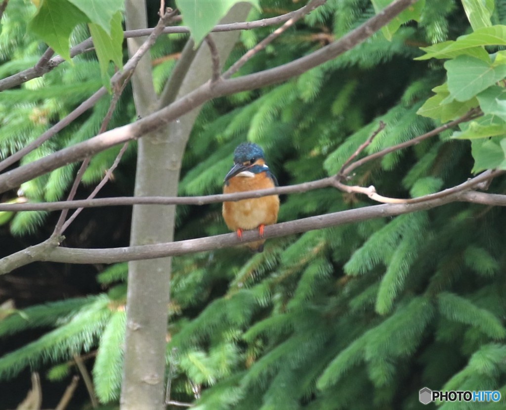 カワセミくん。