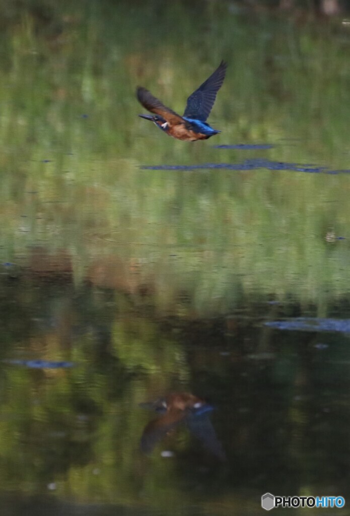 ピンボケさん。