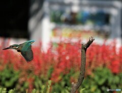 カワセミさんと自動販売機とサルビアの花。