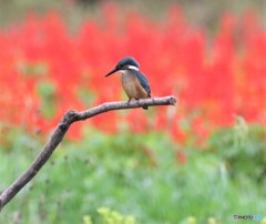 カワセミさんの幼鳥。
