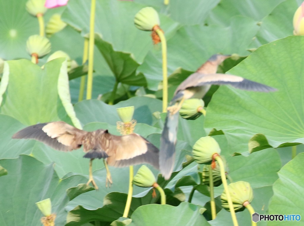 ヨシゴイさん。