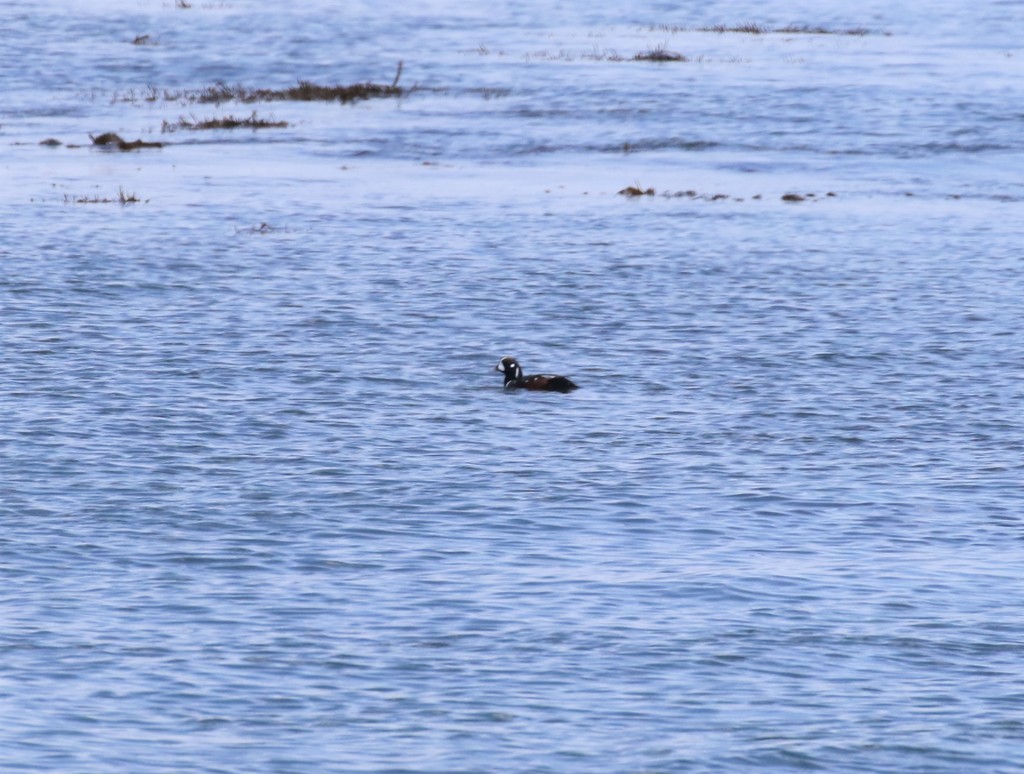遥か彼方のシノリガモさん。