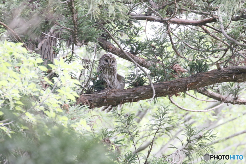 無修正のフクロウさん。